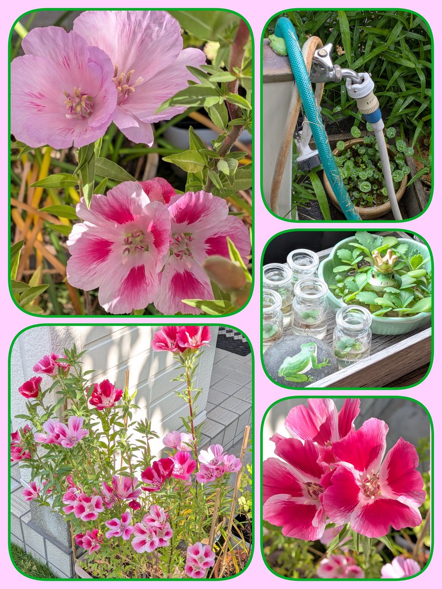 1965mii's tweet photo. #TLを花でいっぱいにしよう
#羽生クラスタ植物部
暑い日が続きましたがそろそろ梅雨に入るかもよ〜〜って今年もやって来たケロ太の背中が申しております🐸♪
ミックスのゴテチャの種からは好きなオレンジっぽい色は咲きそうに無いけど、ピンクグラデーションも可愛いねっ💗🩷🤍 https://t.co/DKuAlOw68s