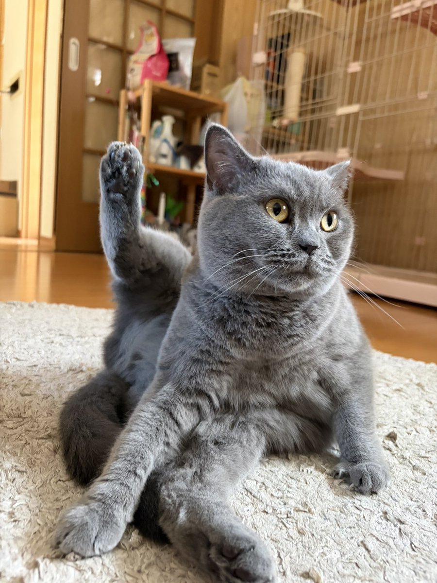 まるる tweet media
