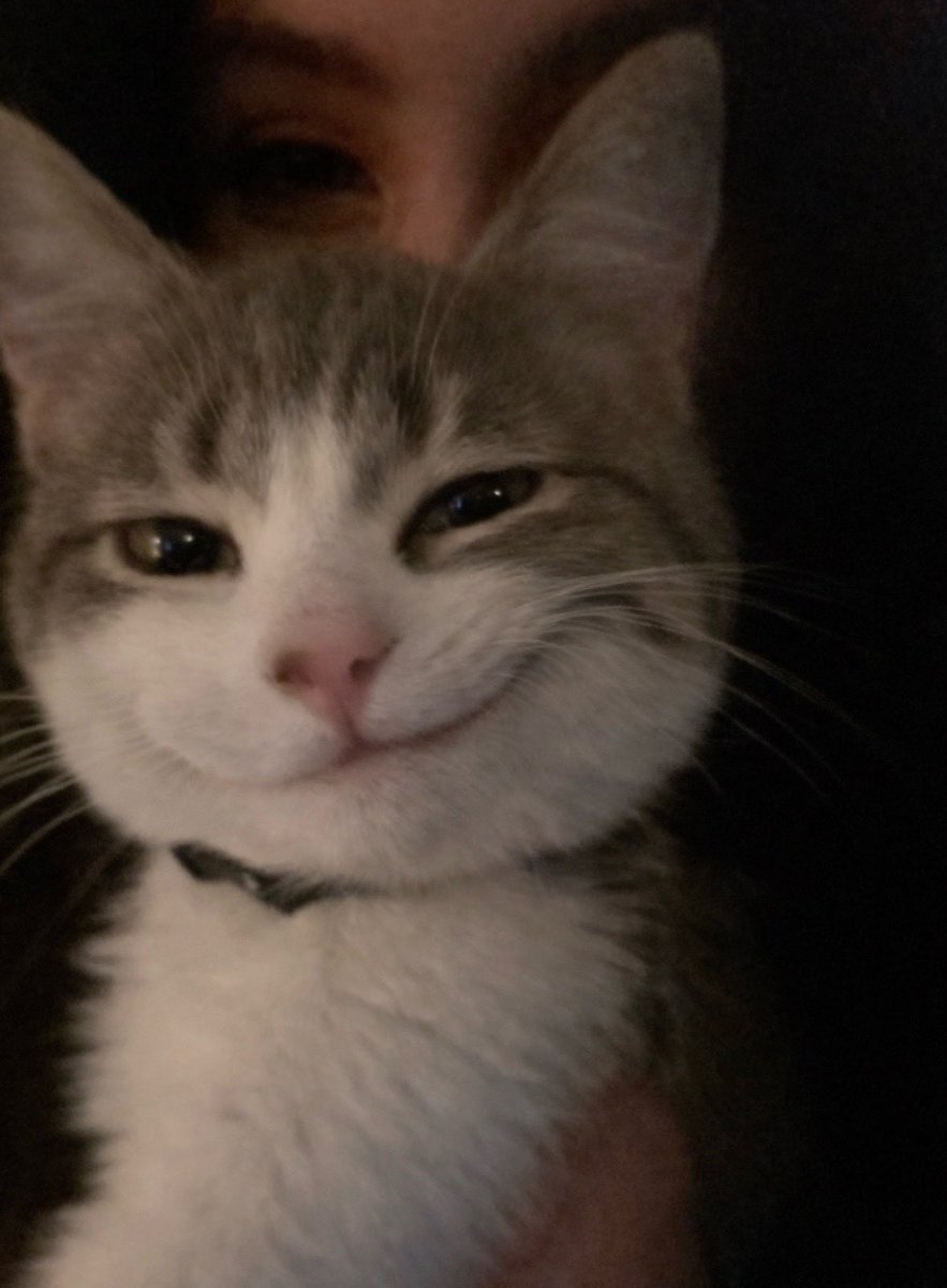 meow tweet media