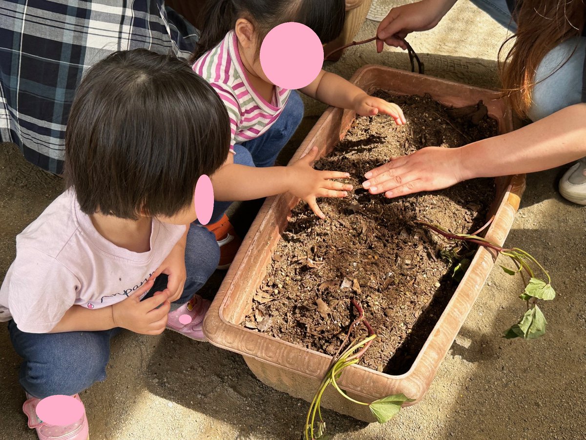 ic_seiji's tweet photo. 種まきや苗植えをしました！５歳児は朝顔、４歳児は野菜、３歳児は枝豆、0～2歳児はさつま芋です！大きく育ってね、と大きくなる力をくださる神様にもお祈りしました。これから育っていく様子が楽しみです。 https://t.co/oSf6hbH3iT