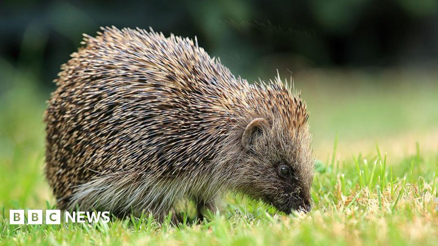 Hedgehog Cabin tweet media