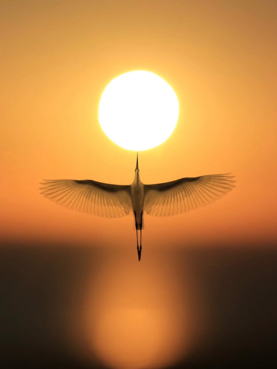 birdscolour56's tweet photo. Bird and Sunset 🌄 https://t.co/Cd0unAyzbN