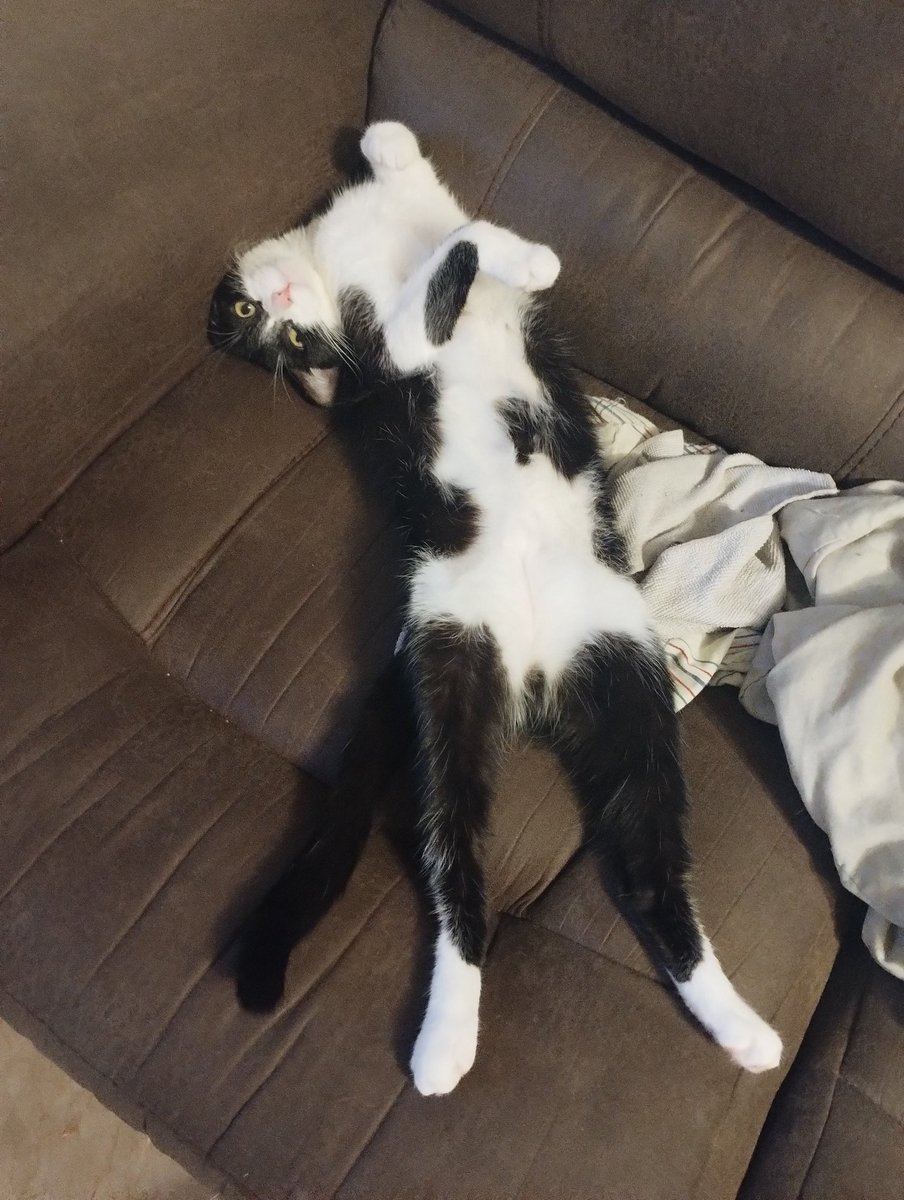 ShinyHampy's tweet photo. Una foto de mi gatita amelia jeje,todo un tornado por la casa pero muy adorable https://t.co/FNtLPZ0ZLt