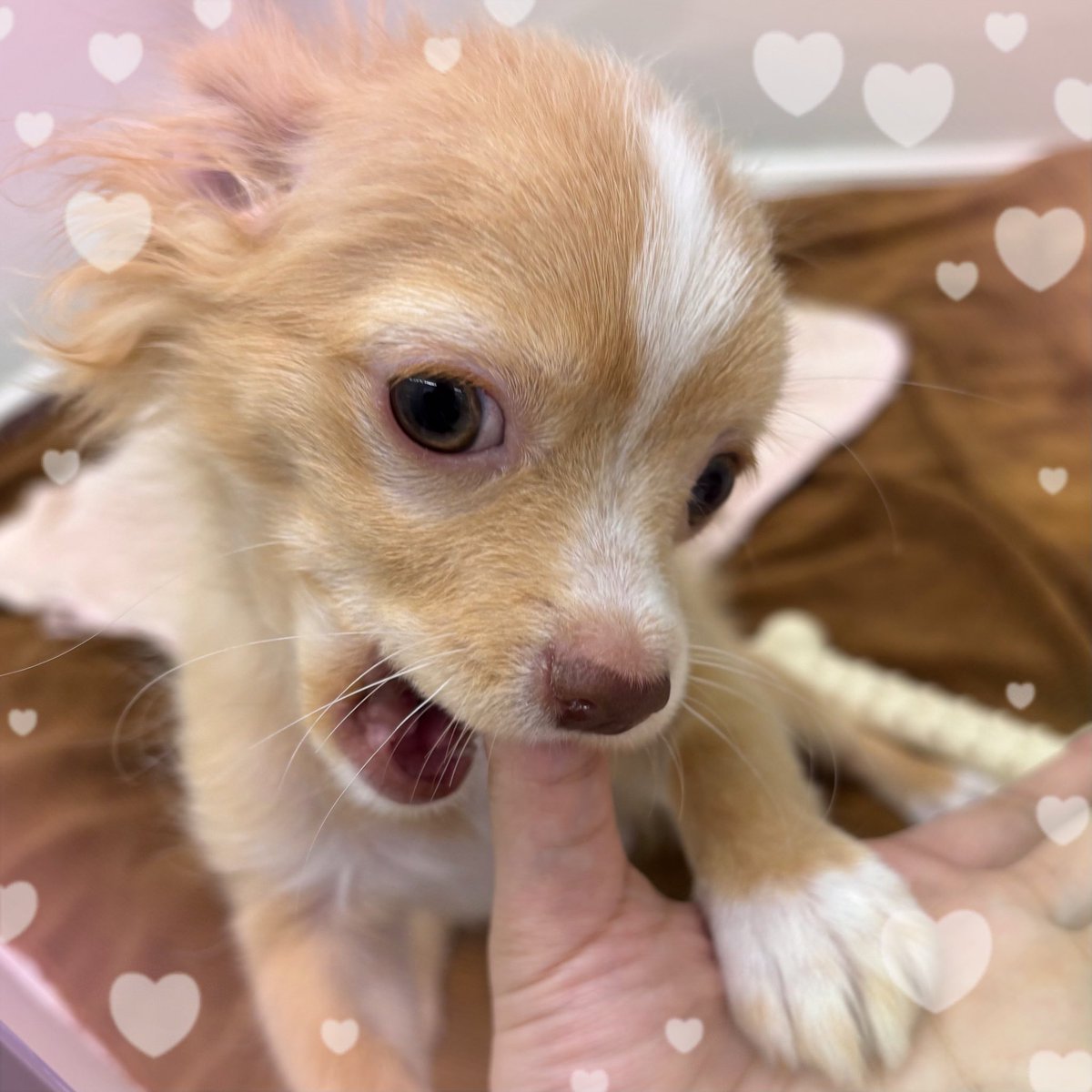 🐾絶賛猿期中のチワワくん🐶🎶 懐っこい性格のわんぱくボーイ✨️ 一緒