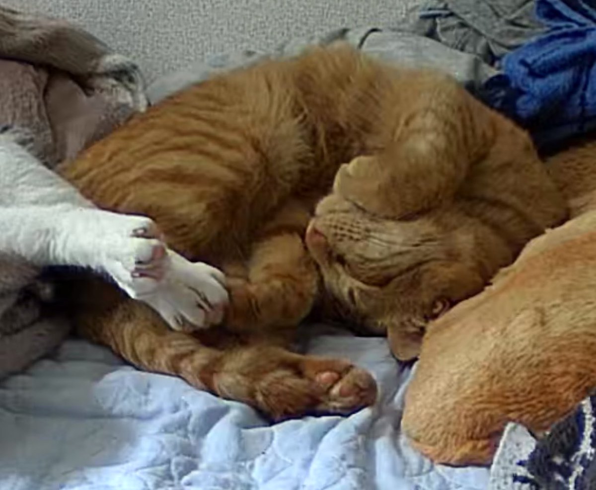 ハイパーのらねこ tweet media