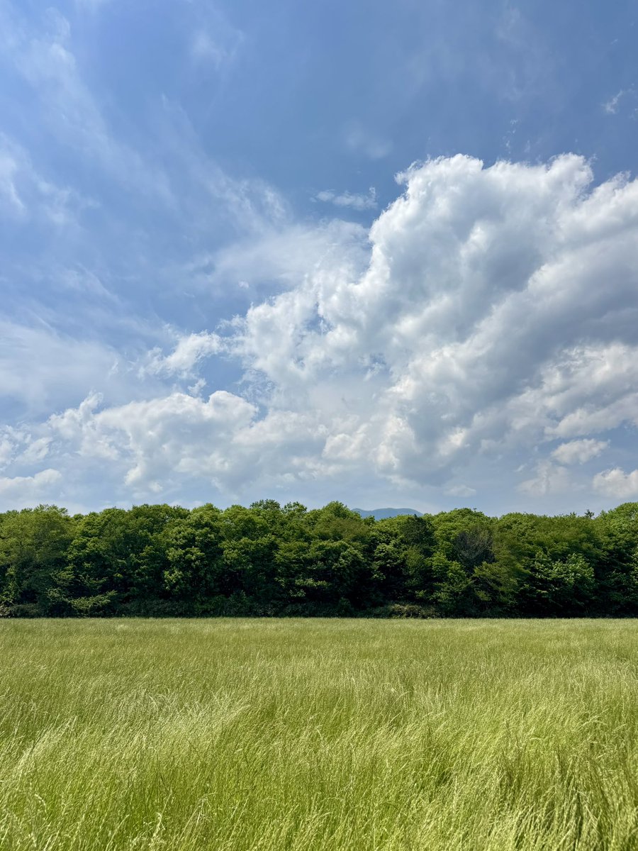 michinara3's tweet photo. おはよー 暑い 🫠🫠🫠
駅の方に行ったら29℃だった🥵
そして、美智様の薔薇🌹と思ったら、皇室の方々の薔薇だった。
昔、保育園に当時皇太子妃だった美智子さまが訪れてくださったことがあって、保育園の門の脇に立って日の丸の旗を振って出迎えたことがあります。美智子さまとの距離、1メートル。
自分の名前は美智子さまの二文字を頂きました。もし女の子で産まれていたらもちろん美智子でした。奈良美智子❣️