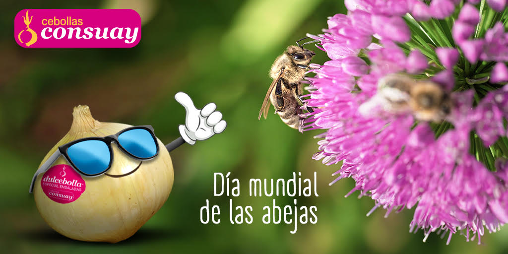 Cebollas Consuay tweet media