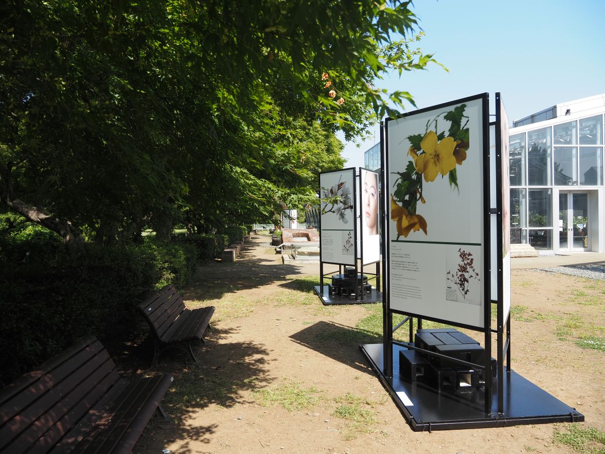 IMT_Tokyo's tweet photo. 【館外展示】2026.05.19-2026.08.16 
特別展示『植物顔 – 小石川植物園の花木』  
5月19日より、文京区の小石川植物園内公開温室前にて野外展示を公開しております。  https://t.co/p3ZukHphiL… #インターメディアテク #小石川植物園 #東京大学総合研究博物館 https://t.co/Ly9Evfo2HO