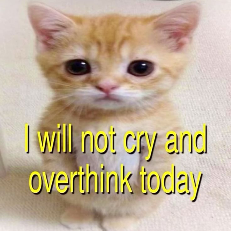 cats being cats tweet media