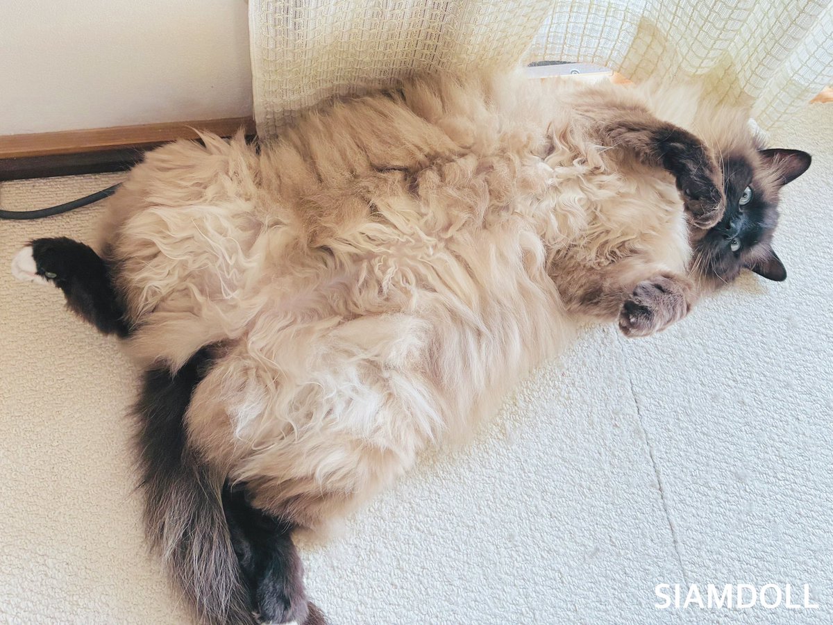 SIAMDOLL2021's tweet photo. 2026年度初へそ天を観測🥰暑いね-☀️
5月にゃのにこの気温…🙀放熱中にゃ🐾

※今晩あたりには恵みの雨降るかな？🌱
#猫のいる暮らし #へそ天 #ラグドール https://t.co/NqHiKjKIIr
