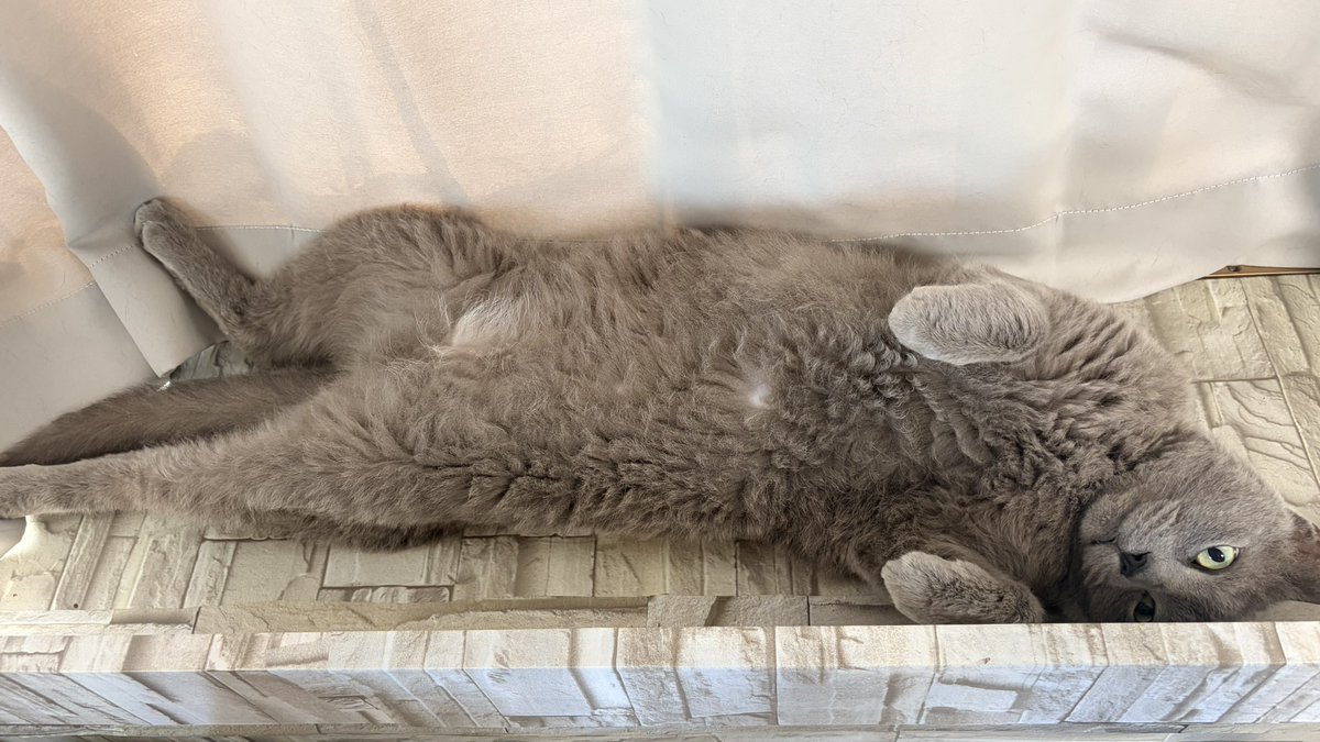 ねこちあ tweet media