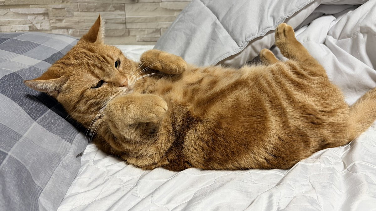 ねこちあ tweet media