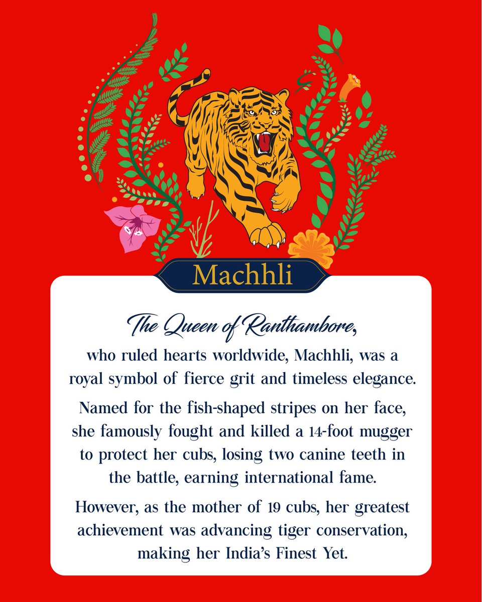 RRanthambore's tweet photo. Some legends aren’t just born in the wild, they become a part of its history.

Machhli, the Queen of Ranthambore, was one such legend. Named after the fish-shaped mark on her face, she became known across the world for her unmatched courage and fierce maternal instinct.

Royal Ranthambore pays tribute to her extraordinary story through this limited-edition collectible, celebrating one of India’s finest tigers.

Click on the link in bio to discover her story and of more legendary tigers in the special podcast featuring Saif Ali Khan and Rajdeep Sardesai.

#RoyalRanthambore #IndiasFinestTigers #ConserveIndiasFinestTigers #IndiasFinestYet