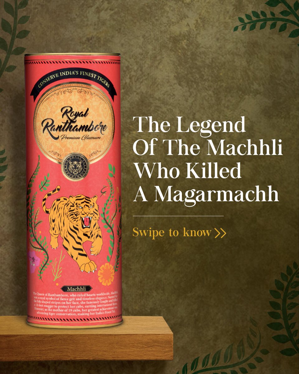 RRanthambore's tweet photo. Some legends aren’t just born in the wild, they become a part of its history.

Machhli, the Queen of Ranthambore, was one such legend. Named after the fish-shaped mark on her face, she became known across the world for her unmatched courage and fierce maternal instinct.

Royal Ranthambore pays tribute to her extraordinary story through this limited-edition collectible, celebrating one of India’s finest tigers.

Click on the link in bio to discover her story and of more legendary tigers in the special podcast featuring Saif Ali Khan and Rajdeep Sardesai.

#RoyalRanthambore #IndiasFinestTigers #ConserveIndiasFinestTigers #IndiasFinestYet