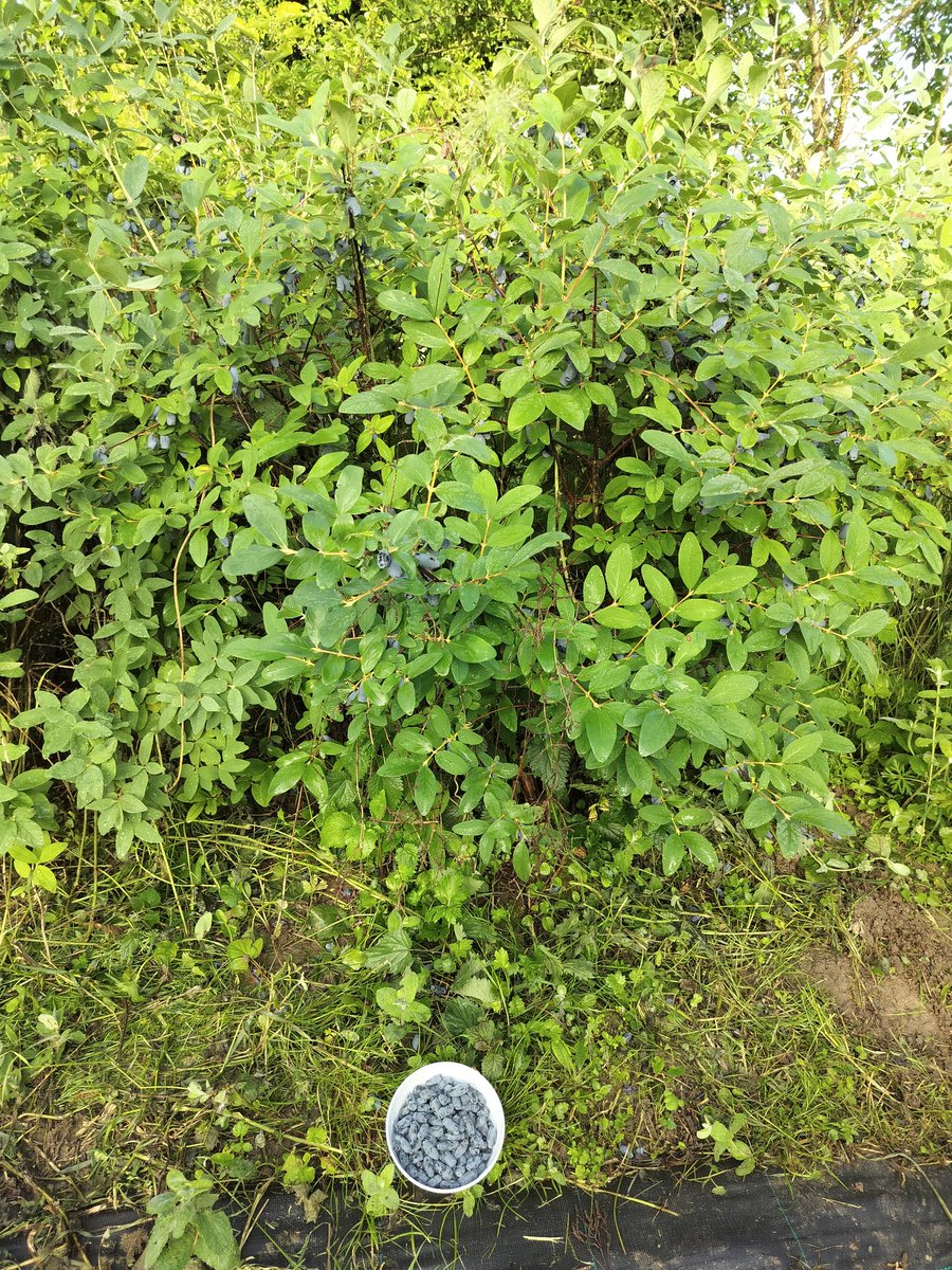 PiR_K's tweet photo. If your climate allows these, you need to plant a few.

Lonicera caerulea.
Honeyberry, a.k.a. haskap

For temperate climate, preferably on the colder side of temperate. https://t.co/uXdznSDuGK