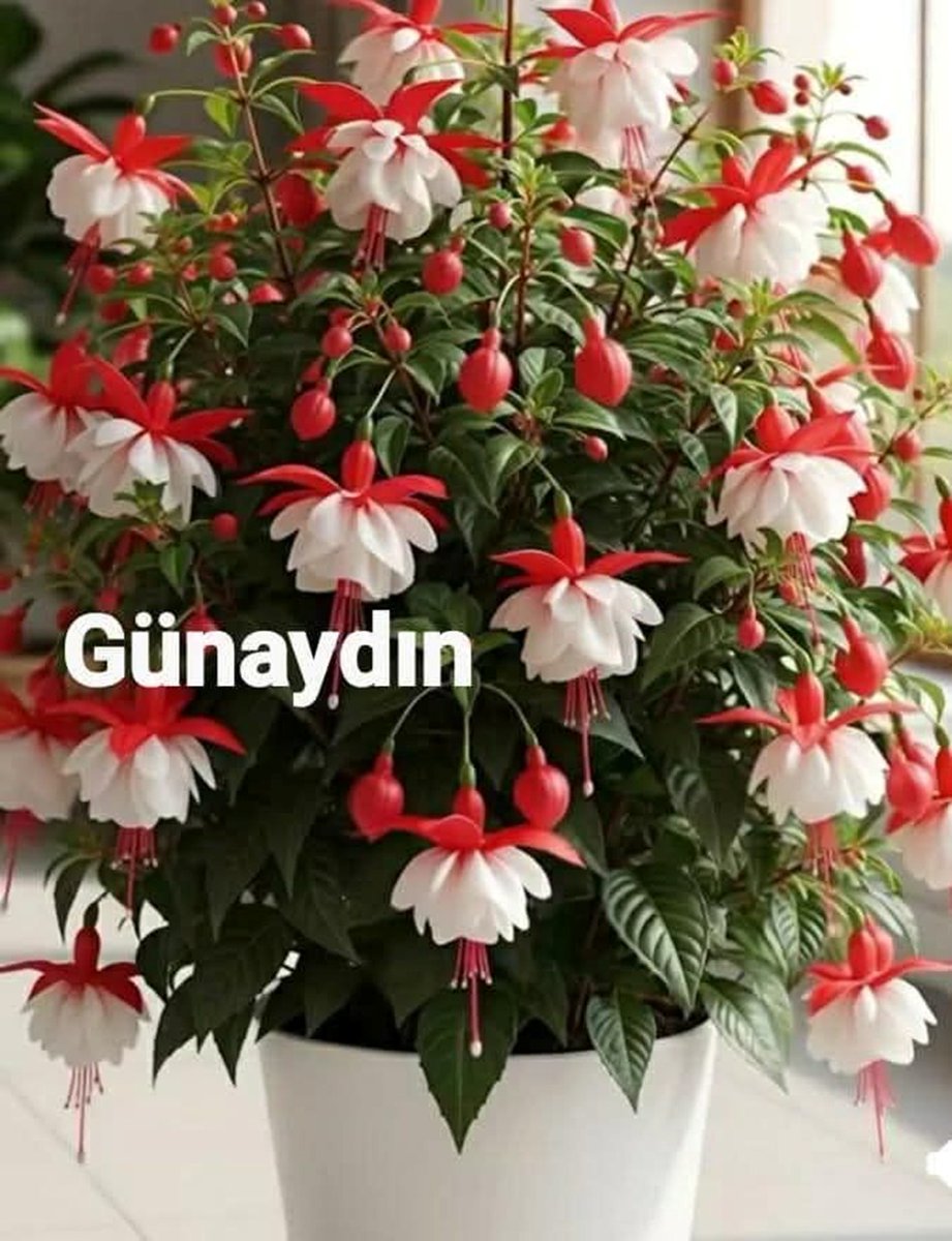 Battal Ergin tweet media