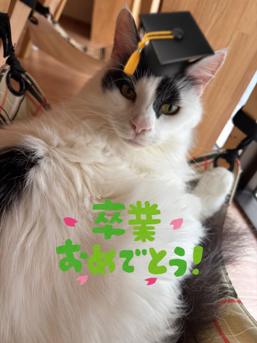 本日、オセロくん最終出勤日です🎓🐈‍⬛ 新しいおうちでも幸せに過ごせ