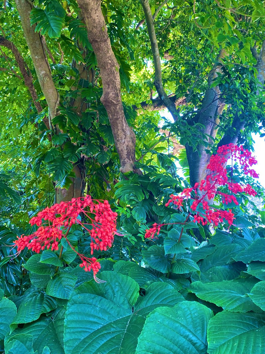 KobayashiKaori_'s tweet photo. 【沖縄の植物🌺】
この赤いお花、茎まで赤いのすごい‼️
植物大好き芸人の私にとって
東京では見られない木やお花を見られたのも、
うれしかったです✨
帰ってきたばっかりなのに、
また沖縄、行きたくなっちゃった😙 https://t.co/vMNMd65ZuW