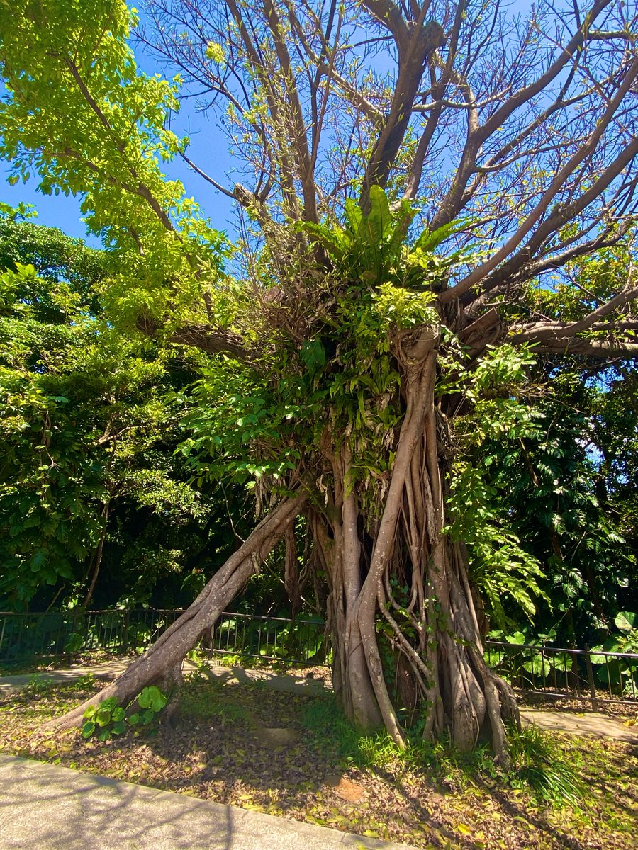 KobayashiKaori_'s tweet photo. 【沖縄の植物🌺】
この赤いお花、茎まで赤いのすごい‼️
植物大好き芸人の私にとって
東京では見られない木やお花を見られたのも、
うれしかったです✨
帰ってきたばっかりなのに、
また沖縄、行きたくなっちゃった😙 https://t.co/vMNMd65ZuW