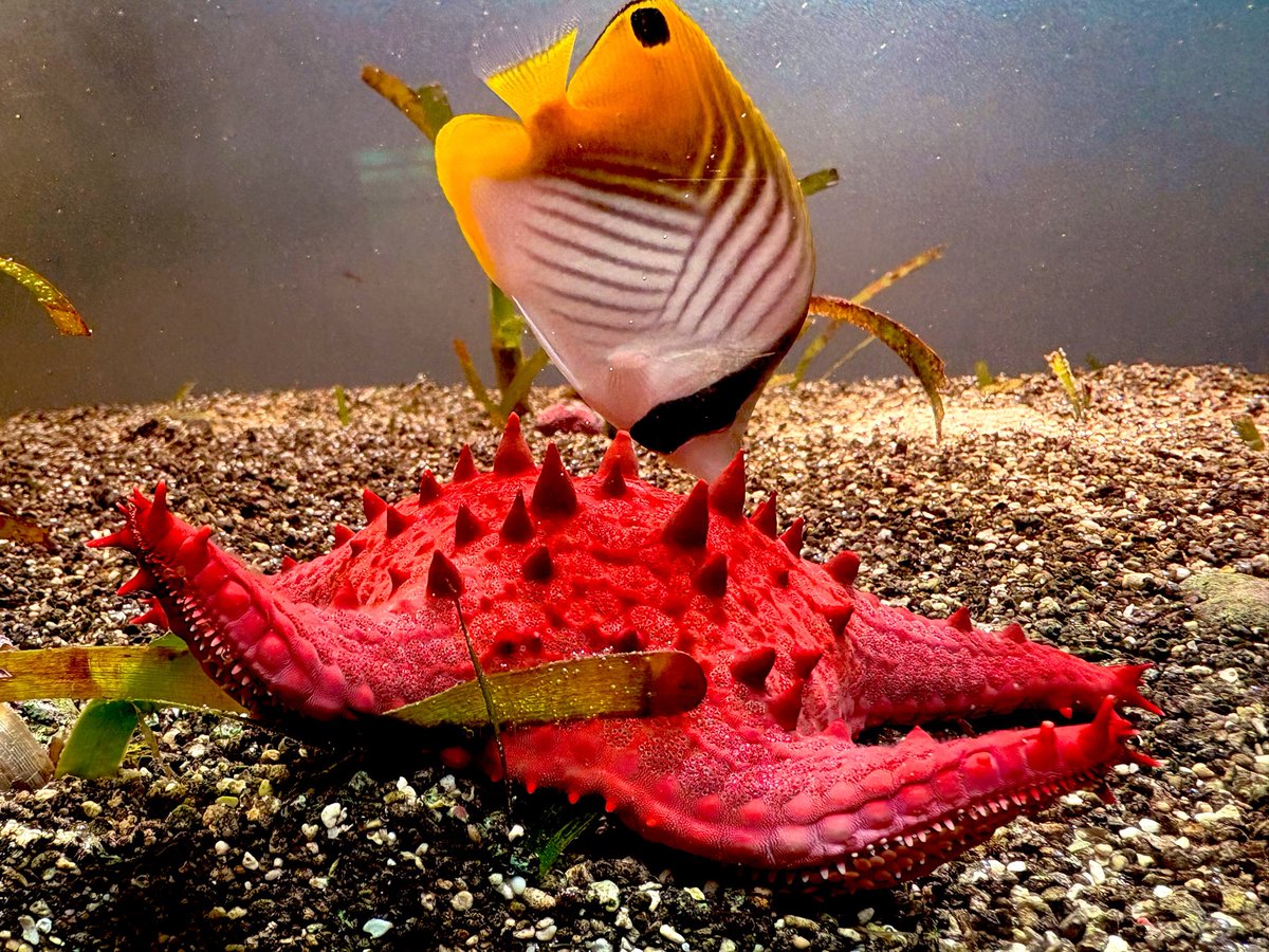pcalbupk's tweet photo. しばらく行き納めになってしまうけど大好きな🦦🐠❣
すんごい人で大変だったけど🫨
コレクションカードはメイちゃんキラちゃん一枚ずつ出てくれて流石に叫んでしまった🥰なかなかレアなやつだったみたいで😵
大事に飾ってまた会えるのを楽しみに☺️ https://t.co/XWjFrd9WB0