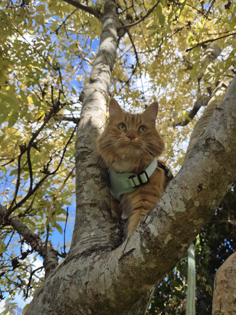 Sassy 🧡and 🌈 This Puss 🌈 tweet media