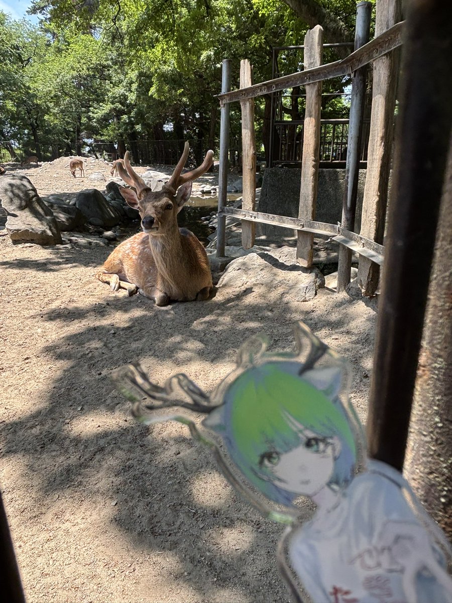 ねこみみじか(本物) tweet media