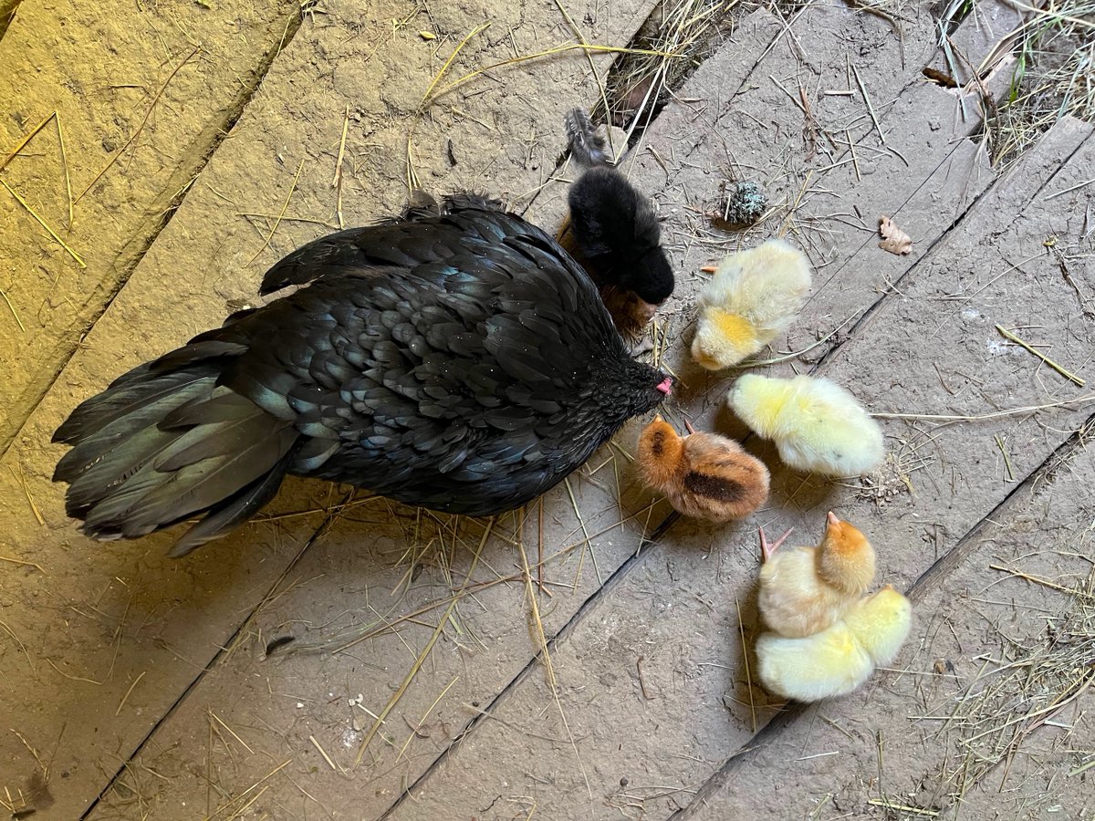 predsedaorg's tweet photo. Posílám pozdravy z míst mimo běžnou realitu a hlásím, že naše Útulna je již připravena přivítat pocestné. Nazdar! ✌️ https://t.co/Mj2DFMv30o