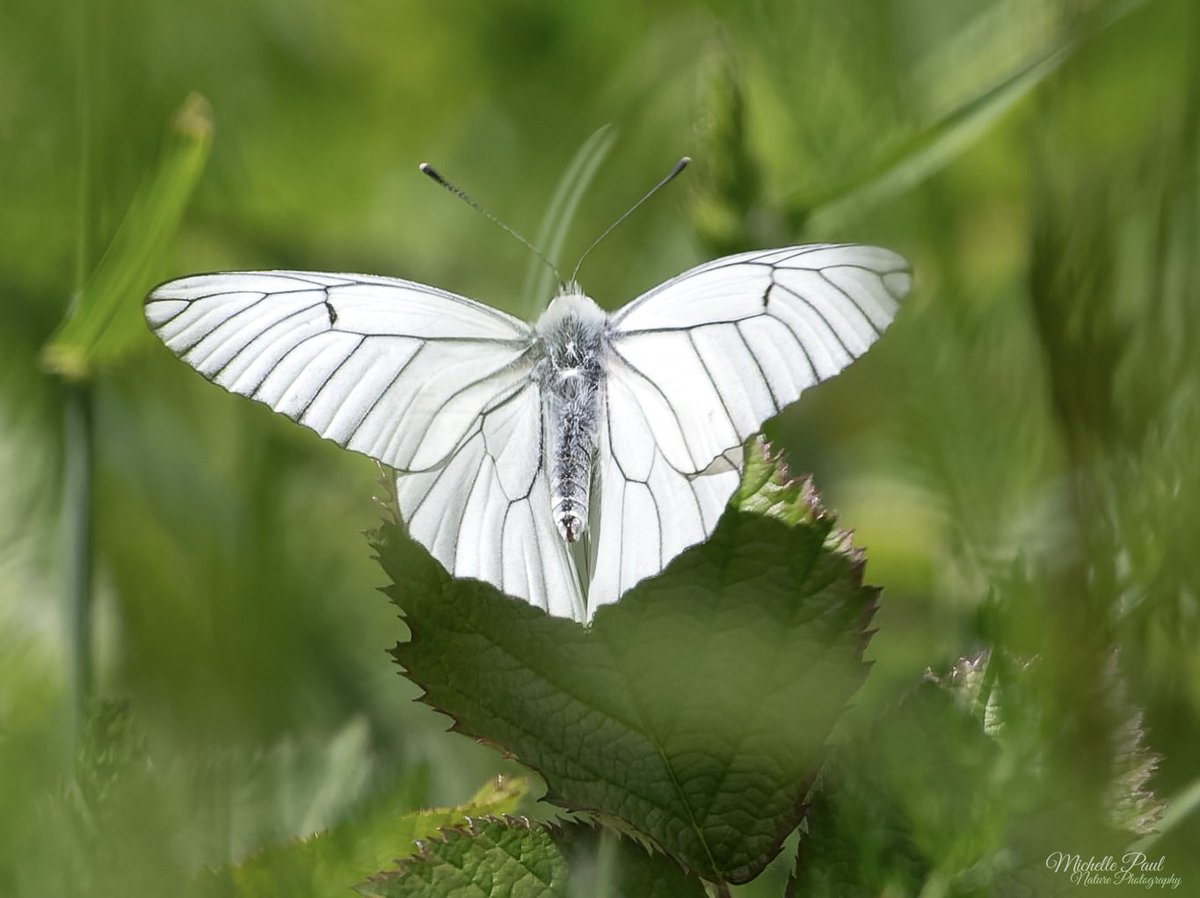 nature_michelle's tweet photo. I was thrilled when I found this wonderful Black-veined White butterfly hunkered down low in the meadow a few days ago in France, as it’s the first one I’ve ever seen! Happy Wednesday! 🦋🤍 https://t.co/Bx8Rw9KSvN