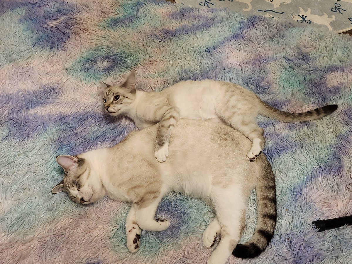🐈 Ranae 🐈⬛ tweet media