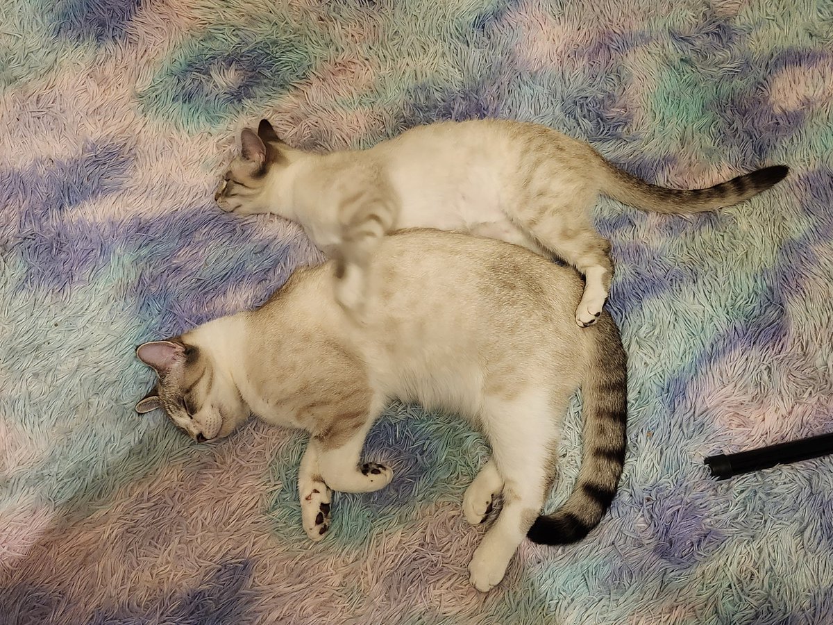🐈 Ranae 🐈⬛ tweet media