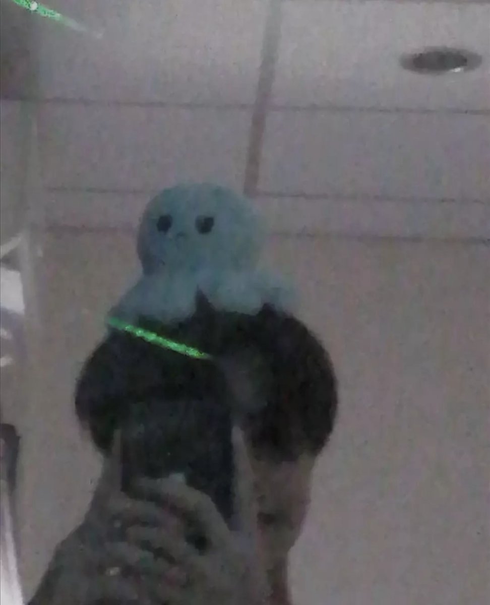 Aungpaeo's tweet photo. Meet this octopus boy. https://t.co/1Hsw0zLGKZ