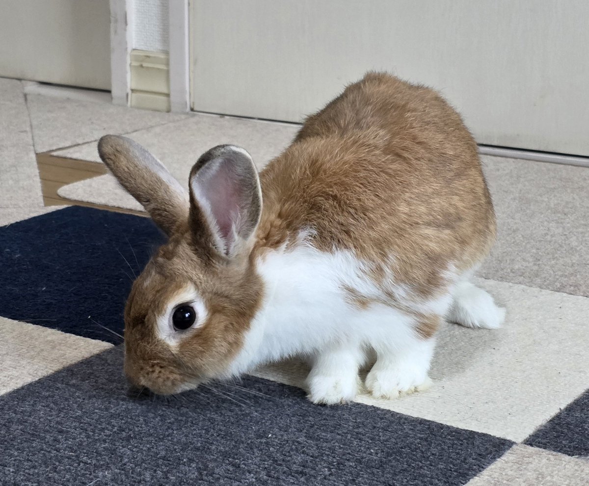 こんにちは😊🐰🐰🐰🐰 #うさぎ