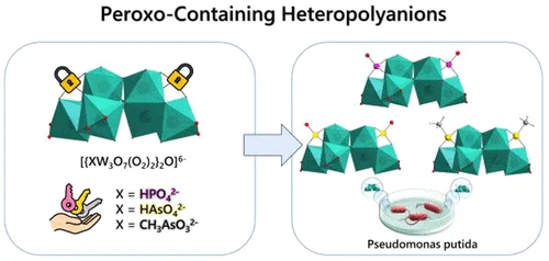 bhkenlo's tweet photo. Peroxo-Containing Heteropolyanions [{XW3O7(O2)2}2O]6– (X = HPO42–, HAsO42–, CH3AsO32–): Synthesis, Structure, and Antibacterial Properties | Inorganic Chemistry https://t.co/cZSelBcMMb Kortz and co-workers @InorgChem #POMs #tungsten #peroxo #XW3 #antibacterial https://t.co/sI1d049tKO
