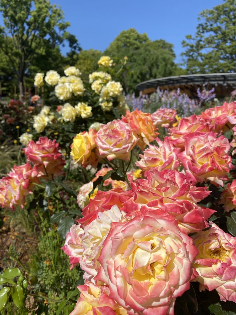 f_botanical's tweet photo. https://t.co/lWNYO3yMOt