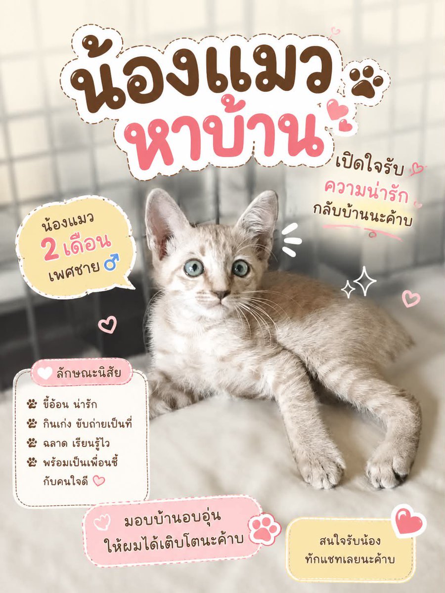 Catster & Co บ้านพักพิงแมวจร tweet media