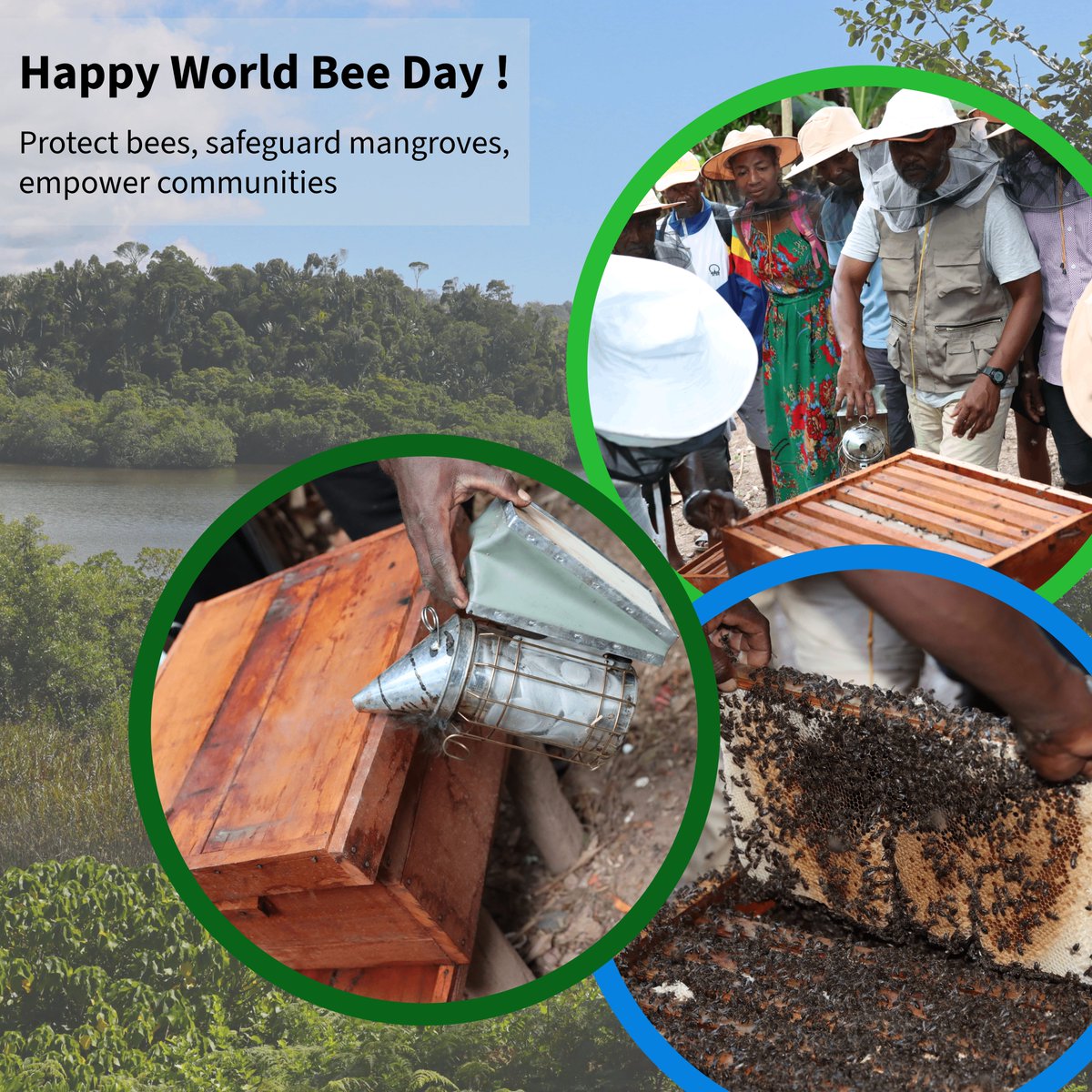 WCS_Mada's tweet photo. 🐝 On #WorldBeeDay we stand with bees—protecting biodiversity, supporting communities, and safeguarding our planet.
@commission_coi
@AFD_France
@FFEM_Fr
#RECOS #Resilience #Ecosystem https://t.co/87dw6Bit5W