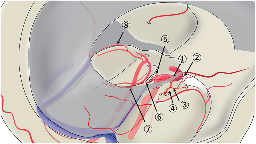 JNET(Journal of Neuroendovascular Therapy) tweet media