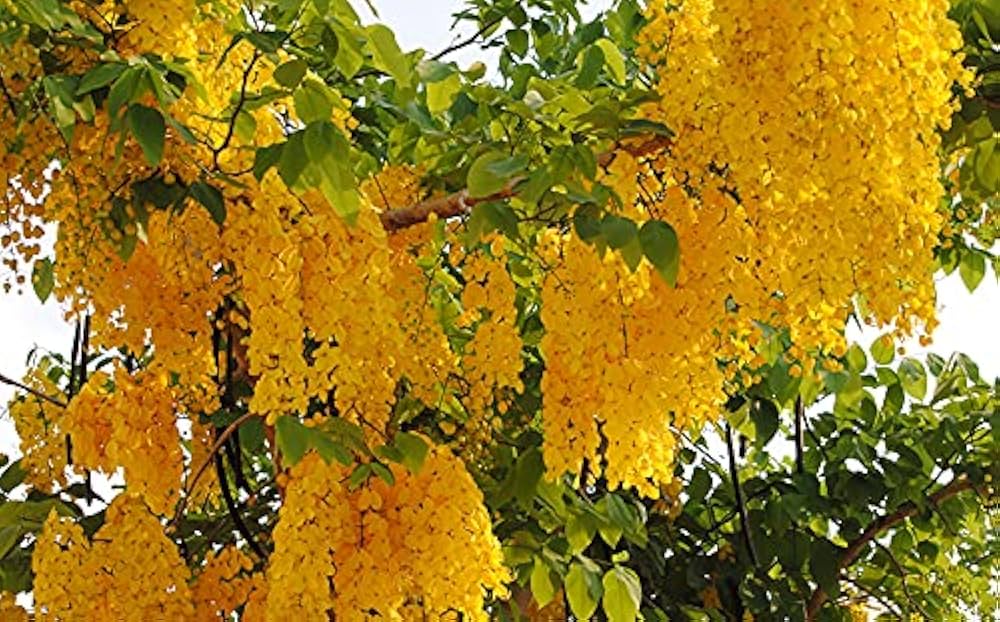 smol6572017's tweet photo. #yellowflowers bright yellow is always welcoming.. kani konna. beautiful bunch is treat for eyes always 😍 https://t.co/hRUshdQliI