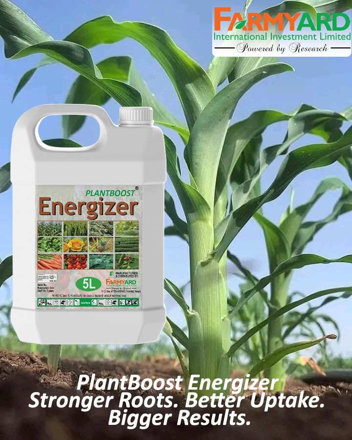FarmyardI's tweet photo. Healthy crops start from the soil 🌱

PlantBoost Energizer boosts nutrient uptake, strong roots &amp; better flowering.
Systema 50EC tackles pests from inside the plant—even the hidden ones—and lasts longer, so fewer sprays.
Simple combo. Strong crops. Better harvest 🌾 https://t.co/9QCX70t1mj