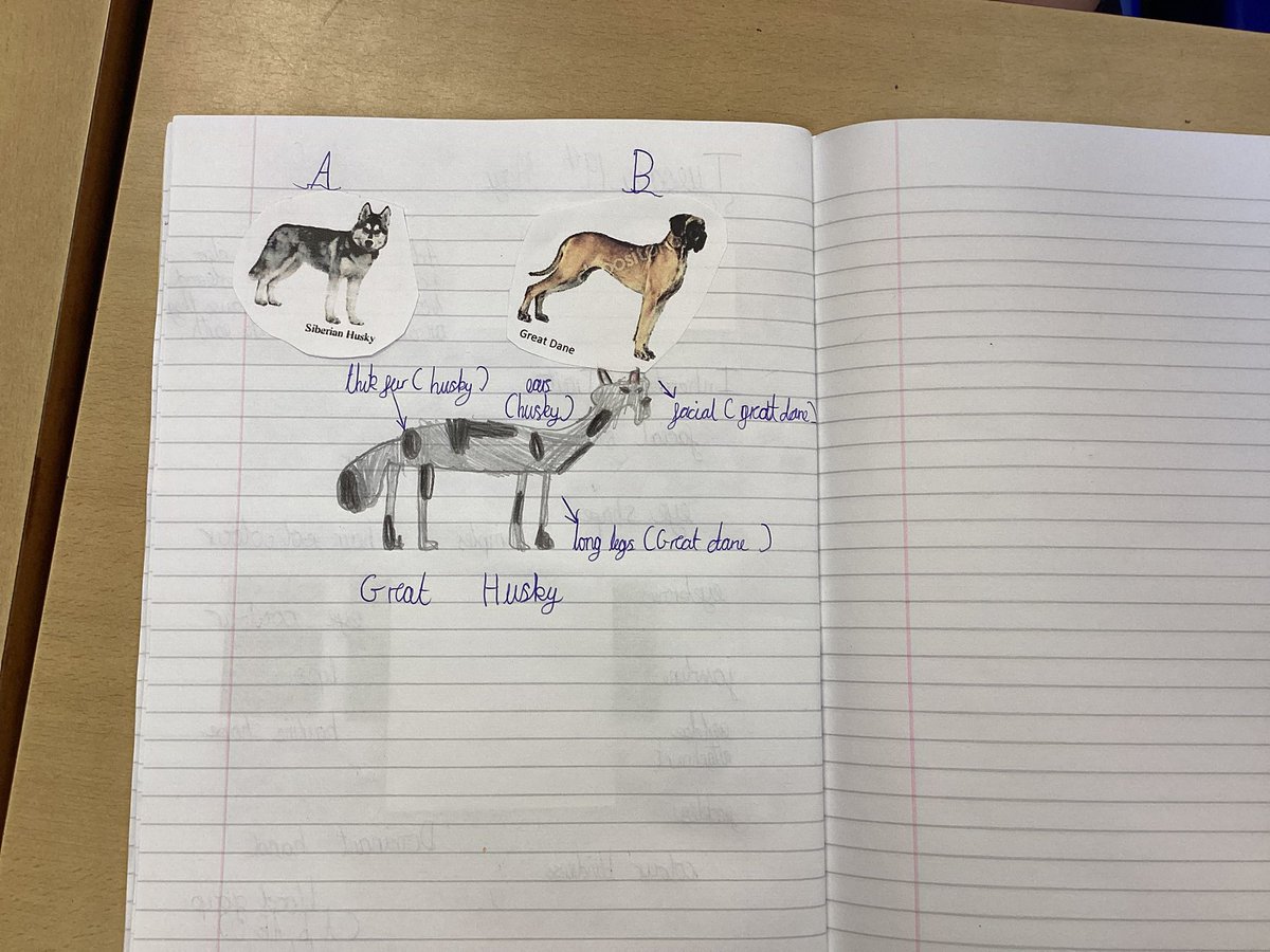 StMarks_RC_'s tweet photo. In science, Year 6 investigated inherited traits. Their final challenge: combine two dog breeds and predict the traits their new pup would inherit. Let’s just say… the dogs were very interesting! 🐶🧬 https://t.co/IMFmvcGx32