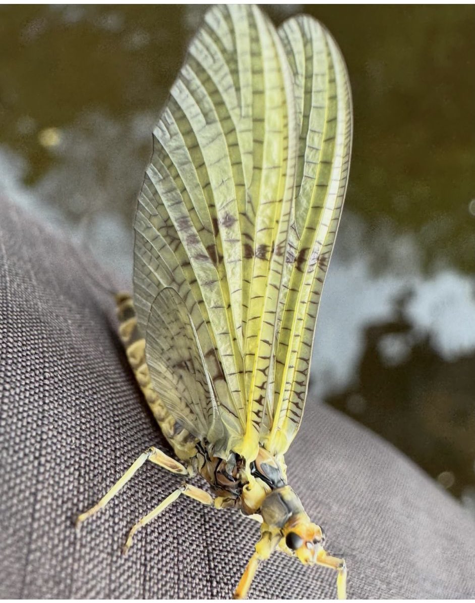 FlyfishingSedge's tweet photo. Gearing up for what will be a weekend to remember for all the right reasons. Again I’ve been fortunate to be invited to the to a very special place in Derbyshire and it has started yes that time of year #mayfly 💥💥💥 https://t.co/zWshrSADgE