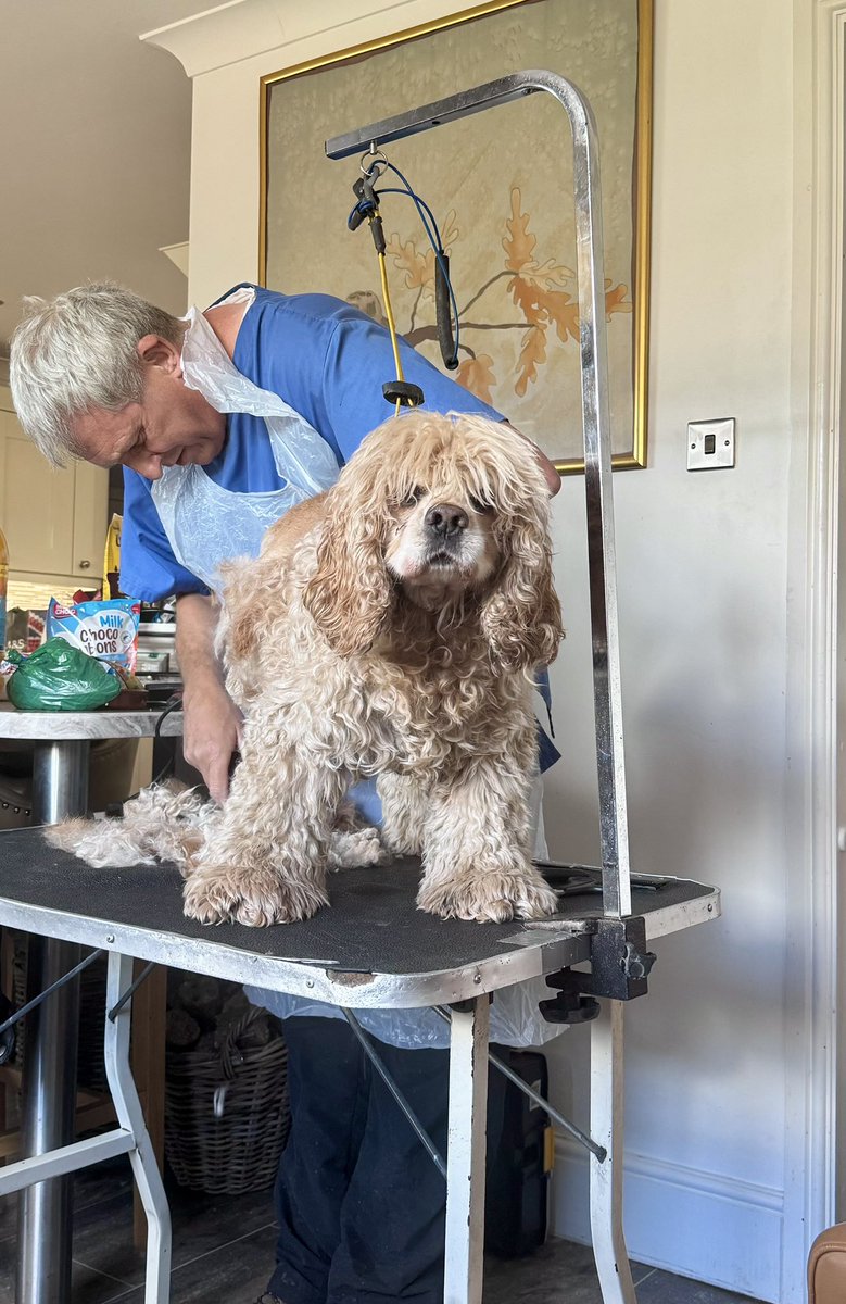 SpanielsSuper's tweet photo. It happens to us all Charlie!
Hopefully you will get a groomer like @GinoCitronni who gives lots of #SpecialTreats & fuss?
I absolutely love being groomed…. It’s not as good as a #Baff but it’s wonderful
Isky’s less keen #OfCourseHeIs 🙄 #IskyHatesBaffs
Sending a #Before to your mum of Isky as she loves him curly ♥️♥️