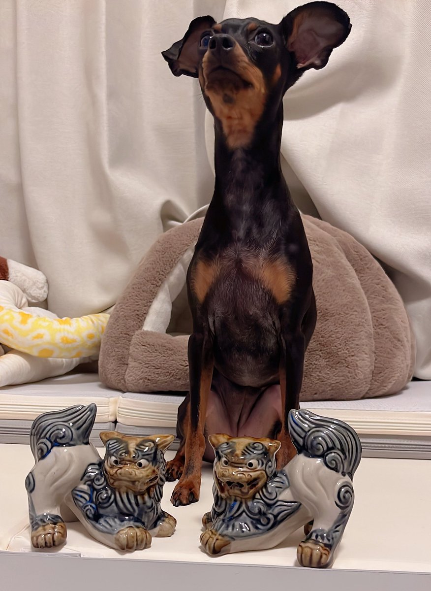 akyaakya's tweet photo. シーサー！ほしかったシーサー！
買ってきてもらえてハッピー！
かわいい。お尻上げてるのよりかわいい。 https://t.co/Og09wmD69W