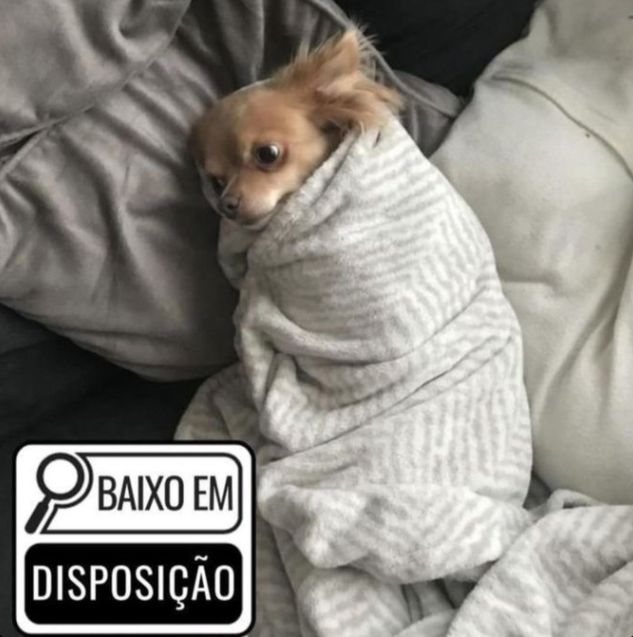 memes_horriveis's tweet photo. https://t.co/IwachzPM92