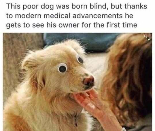 WholesomeMemes tweet media