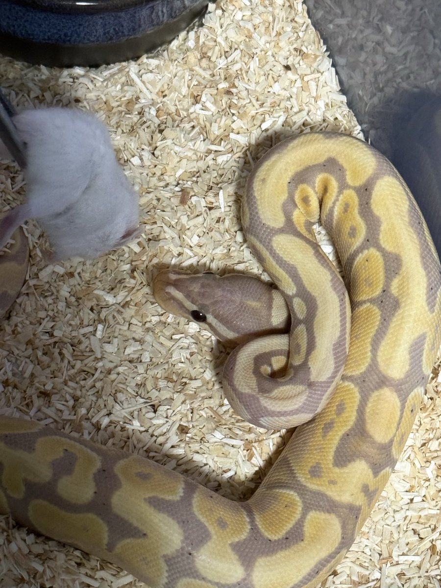 Harpp4r_'s tweet photo. งูเด๋อๆเหมือนคนเลี้ยง 🐍⚠️ https://t.co/ZH4K3gBEIq