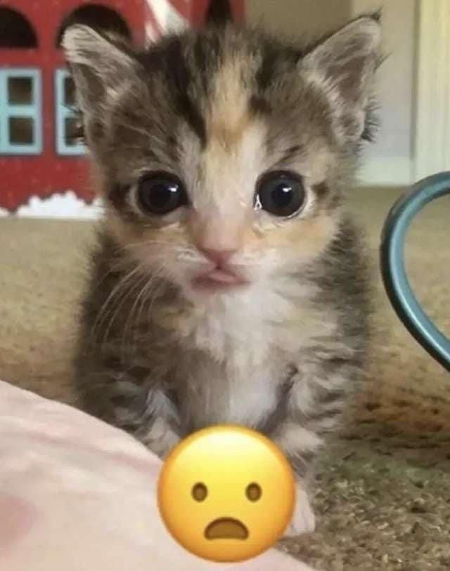 cats 🐈 tweet media