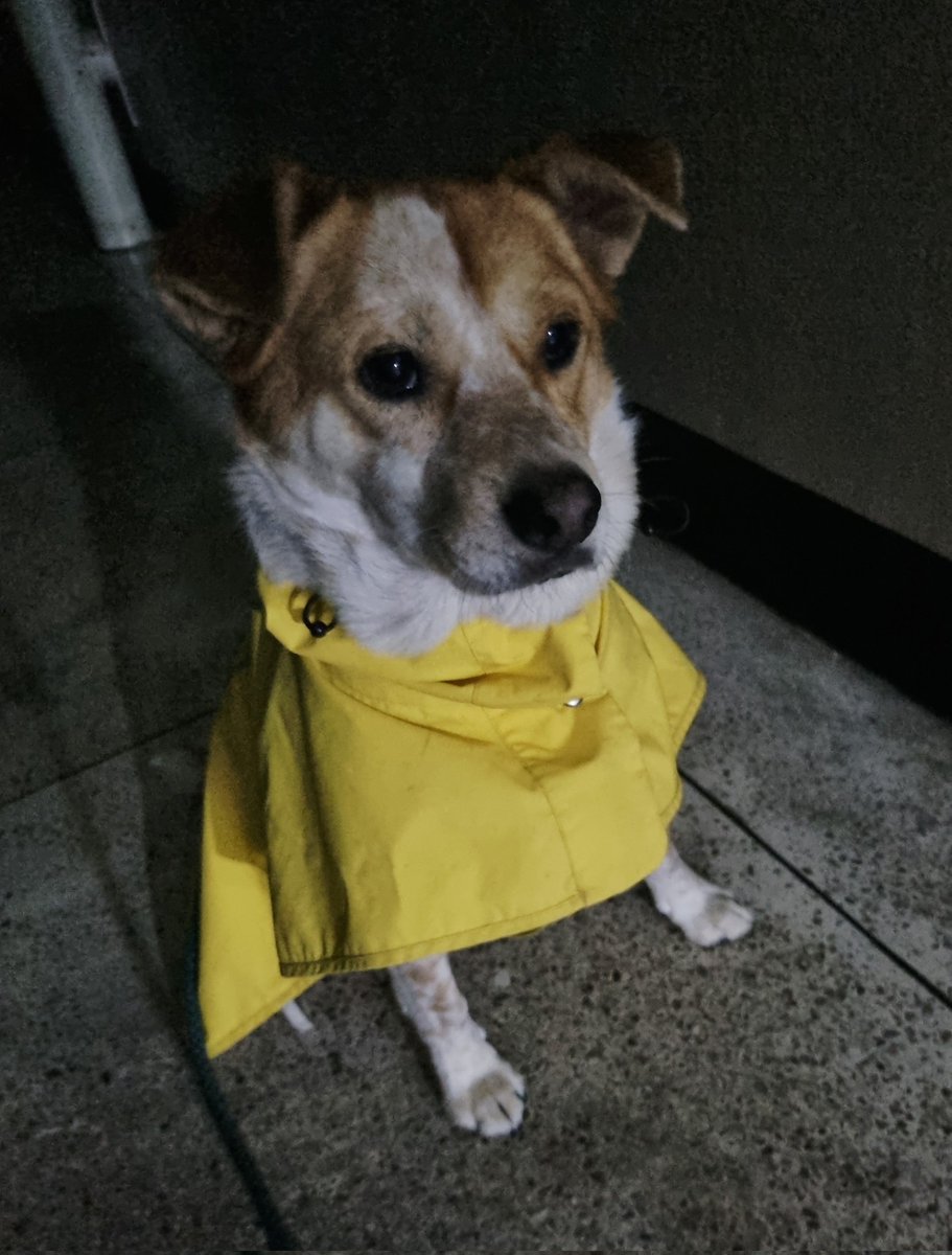 가족찾는마일로🐶 tweet media