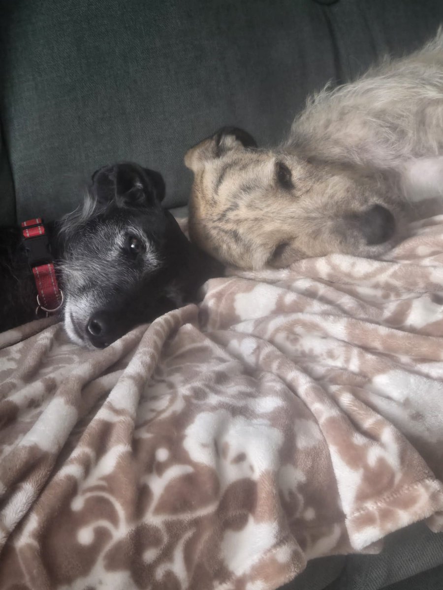 Gary Greyhound tweet media
