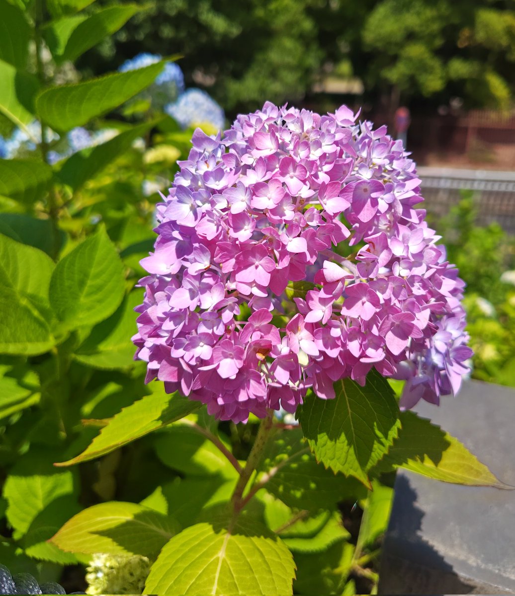 紫陽花様 エンドレスサマーという紫陽花